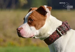 Darujeme nalezeného křížence APBT