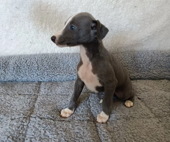 Whippet /Vipet/ - fenka bez pp