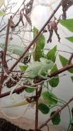 Chameleon jemenský (Chamaeleo calyptratus)