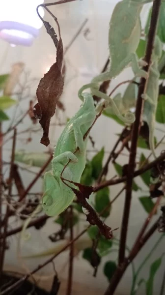 Chameleon jemenský (Chamaeleo calyptratus)