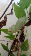 Chameleon jemenský (Chamaeleo calyptratus)