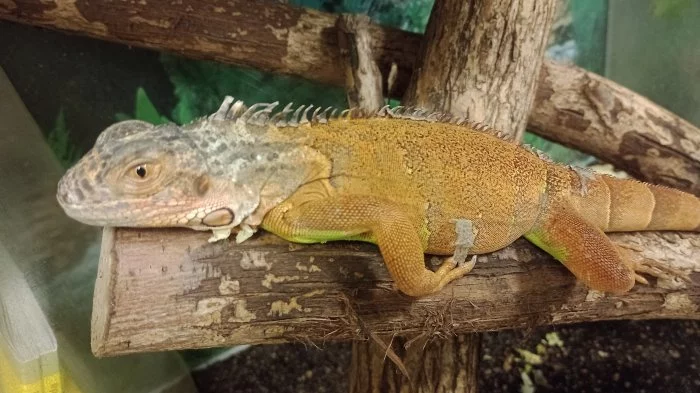 Červený leguán (Iguana iguana)