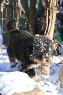 Tibetská doga - štěně s průkazem původu