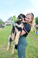 Tibetská doga - štěně s průkazem původu