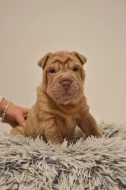 Shar-pei, šarpej s PP