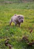 Shar-pei, šarpej s PP