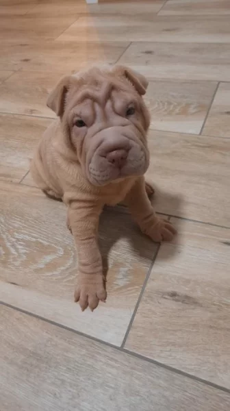 Shar-pei, šarpej s PP