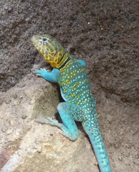 Leguánek obojkový-Crotaphytus collaris Wichita