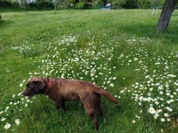 Labrador retriever štěňata s PP