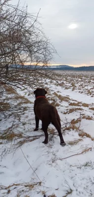 Labrador retriever štěňata s PP