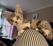 Koťátka Devon Rex s PP