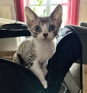 Koťátka Devon Rex s PP