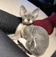 Koťátka Devon Rex s PP