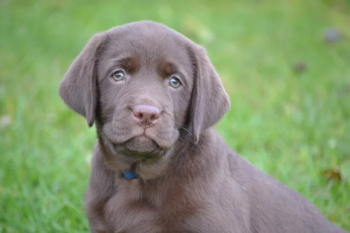 Labrador čokoládová holčička s PP