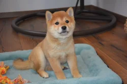 Shiba inu s průkazem původu