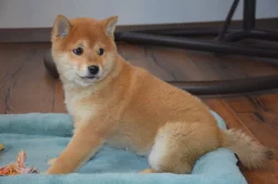 Shiba inu s průkazem původu