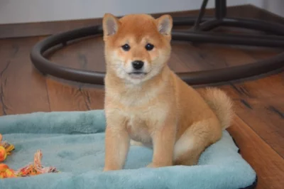 Shiba inu s průkazem původu