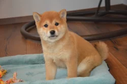 Shiba inu s průkazem původu