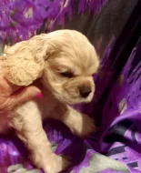 Americký kokršpaněl-štěňátka/ American cocker spaniel puppies