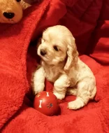 Americký kokršpaněl-štěňátka/ American cocker spaniel puppies