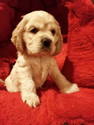 Americký kokršpaněl-štěňátka/ American cocker spaniel puppies