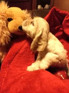 Americký kokršpaněl-štěňátka/ American cocker spaniel puppies