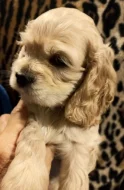 Americký kokršpaněl-štěňátka/ American cocker spaniel puppies