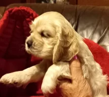 Americký kokršpaněl-štěňátka/ American cocker spaniel puppies