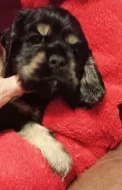 Americký kokršpaněl-štěňátka/ American cocker spaniel puppies