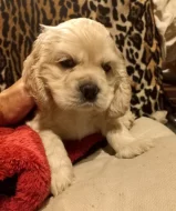 Americký kokršpaněl-štěňátka/ American cocker spaniel puppies