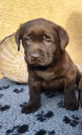 Nabídka  štěněte labradorského retrievera