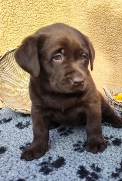 Nabídka  štěněte labradorského retrievera