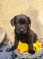 Nabídka  štěněte labradorského retrievera