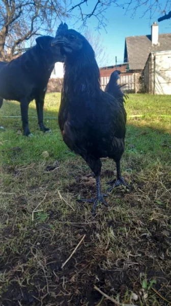 Ayam cemani