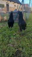 Ayam cemani