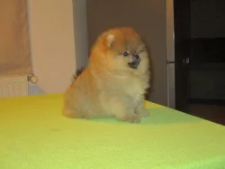 Pomeranian