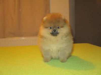 Pomeranian