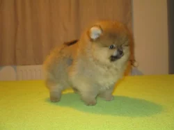 Pomeranian