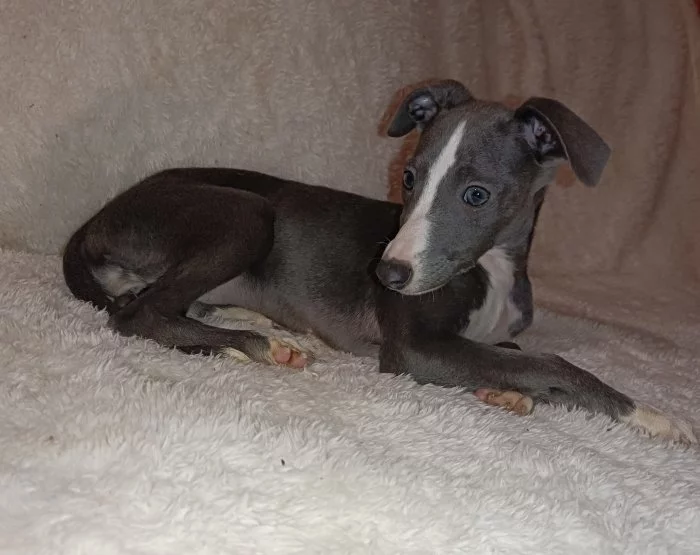 Whippet /Vipet/ - fenka bez pp