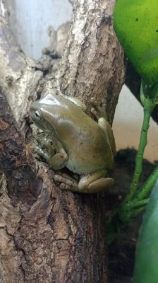 Rosnice siná (Litoria caerulea)