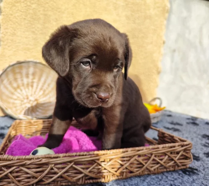 Nabídka  štěněte labradorského retrievera