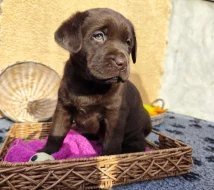 Nabídka  štěněte labradorského retrievera