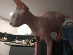 Kocourek sphynx