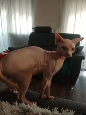 Kocourek sphynx