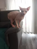 Kocourek sphynx