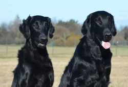 Štěňata flat coated retriever