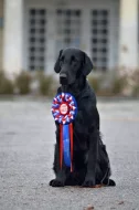 Štěňata flat coated retriever