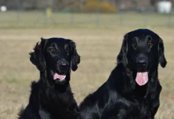 Štěňata flat coated retriever