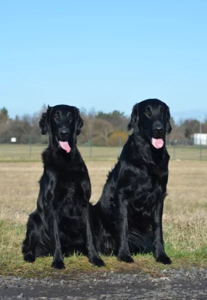 Štěňata flat coated retriever