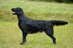 Štěňata flat coated retriever